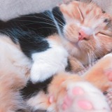 福田由美子ロゴ