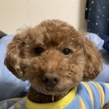 しょうのすけロゴ