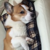 ナポレオンロゴ